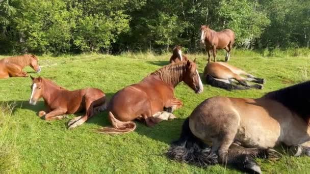 大人と若い馬の家族は 晴れた日の森の丘の真ん中に緑の草の上に眠っている 森の緑豊かな牧草地で眠っている馬の家族の絵のような景色 — ストック動画
