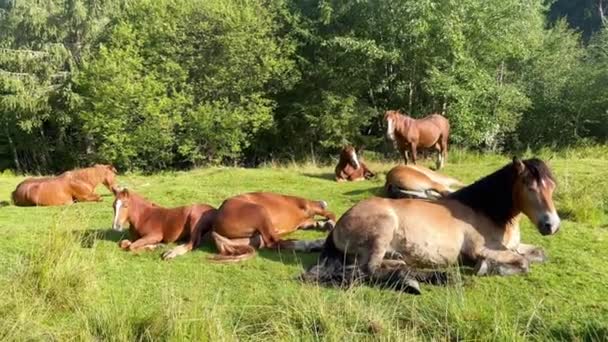 Close Uma Manada Cavalos Adultos Jovens Descansando Dormindo Deitado Grama — Vídeo de Stock