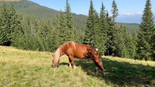 Cavalo Marrom Com Uma Crina Leve Pastoreia Grama Pasto Montanha — Vídeo de Stock