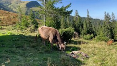 Boynunda çan olan inekler güneşli bir günde bir dağ vadisinde yeşil kozalakların arasında otluyorlar. Dağ tepelerinde otlayan süt inekleri. Tarım faaliyetleri. Hayvan portresi.
