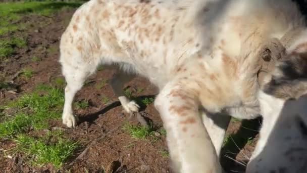 Ein Glücklicher Weißer Hund Der Rasse Alabai Gibt Dem Besitzer — Stockvideo
