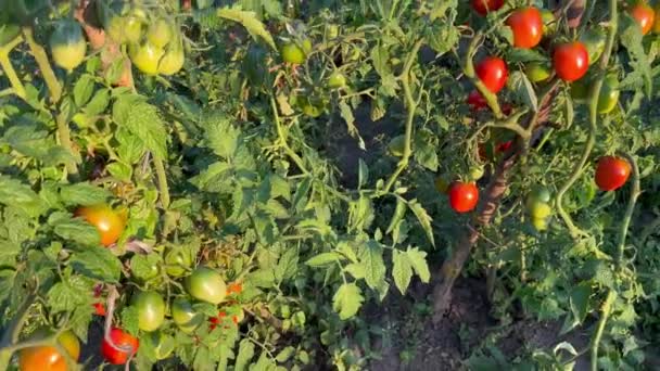 Dojrzałe Żółte Czerwone Zielone Pomidory Rosną Gałęzi Ogrodzie Słoneczny Dzień — Wideo stockowe