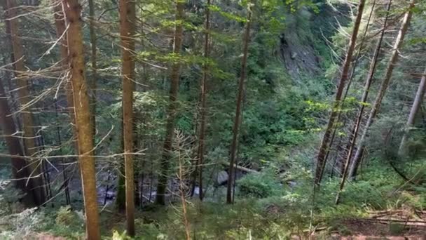 森の真ん中にある山の高さから 背の高い木と下に流れる川が見えます 森の真ん中にある山の川 川のあるカラフルな森 山の川の素晴らしい景色 — ストック動画