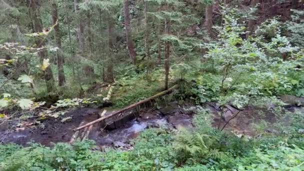 Hermoso Paisaje Río Montaña Que Fluye Sobre Rocas Medio Bosque — Vídeos de Stock