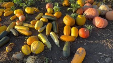 Batan güneşin sonbahar ışınlarında bir tarlada çok sayıda farklı balkabağı. Farklı şekil ve boyutlarda balkabakları, kırmızı, beyaz, sarı, turuncu, yeşil. Cadılar Bayramı için hazırlanıyorum. Balkabağı hasadı