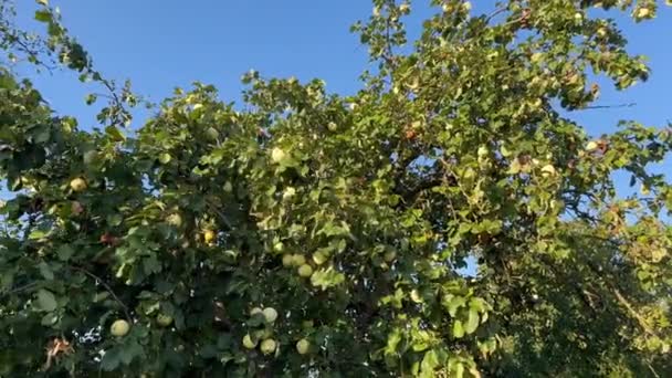 Groene Takken Van Een Appelboom Met Een Overvloedige Oogst Van — Stockvideo