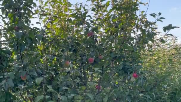 Hermosas Manzanas Rojas Maduras Cuelgan Manzano Jardín Balanceándose Suavemente Viento — Vídeo de stock