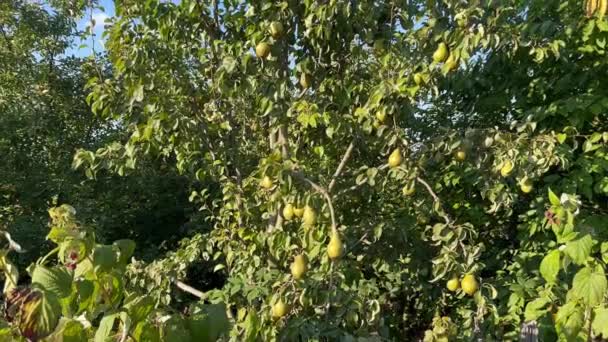 Reife Schöne Gelbe Große Birnen Hängen Einem Birnbaum Garten Und — Stockvideo