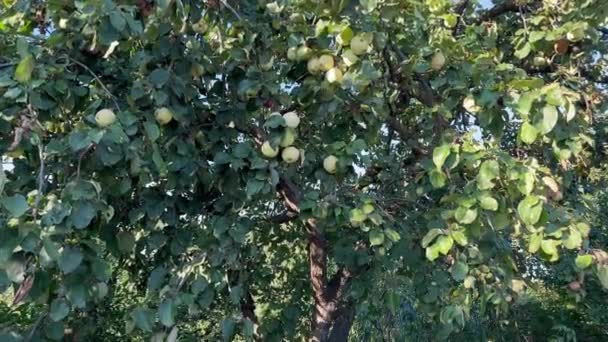 Reife Saftige Apfelfrüchte Fallen Vom Ast Des Apfelbaums Auf Den — Stockvideo