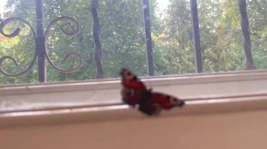 Tavus kuşu kelebeği, evin içinde kilitli, odanın penceresinin yanında çırpınıyor. Kelebek, tuzağa düşmekten kurtulmanın bir yolunu bulmak için kanat çırpıyor. Odaya bir böcek girdi.