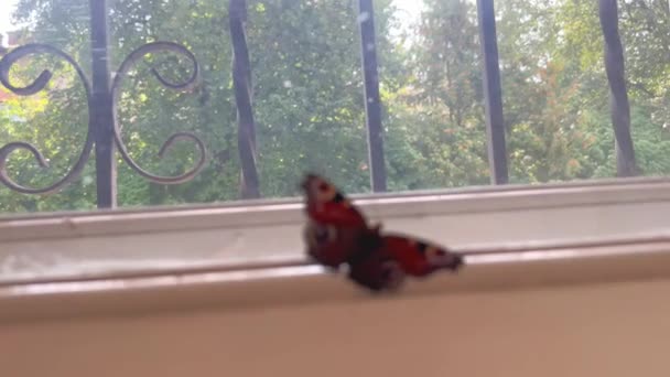 Tavus Kuşu Kelebeği Evin Içinde Kilitli Odanın Penceresinin Yanında Çırpınıyor — Stok video