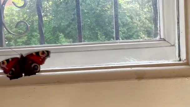 在一个阳光灿烂的日子里 一幢房子的中央 一只蝴蝶在窗边飞舞 想挣脱出来 蝴蝶在窗户上拍打着翅膀 一只昆虫飞进来了 — 图库视频影像