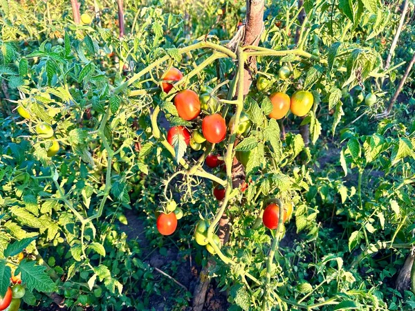 Ripe Red Yellow Tomatoes Growing Branch Garden Fresh Bunches Natural — Stock Photo, Image