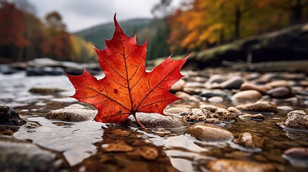 Autumn maple leaf in the mountain river. Colorful autumn landscape