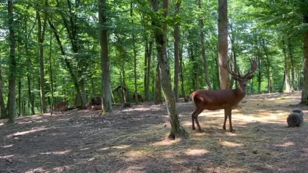 大きなアントラーを持つ赤い鹿は 晴れた日には国立自然公園の森に立っています 山の中の夏の森の中にある誇り高い赤い鹿 ワイルド フォレスト — ストック動画