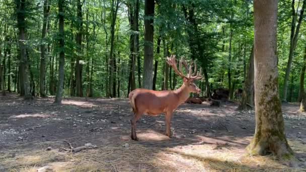 大きな広がりを持つ大人の男性の赤い鹿は晴れた日に森に立っています 緑の森の背景に大きな反対者を持つ1人の大人の赤鹿 サーヴァス エラファス ワイルド フォレスト — ストック動画