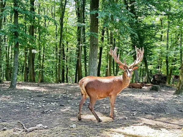 Bellissimo Cervo Rosso Con Grandi Corna Sparse Nella Foresta Tra — Foto Stock