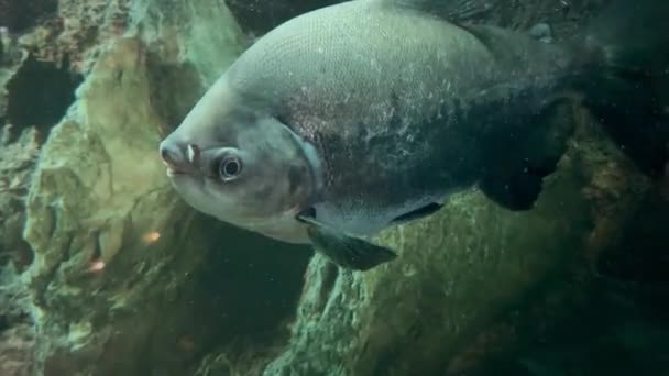 黒いパキスタンまたは黒いパキスタンの魚は 暗くてバックライトのある水族館でガラスの後ろを泳いでいます 水族館で魚を飼育する — ストック動画
