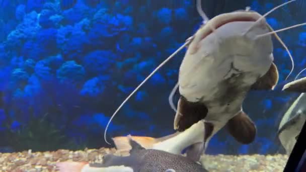 Roodstaart Meervallen Zwemmen Een Aquarium Met Een Blauwe Achtergrond — Stockvideo