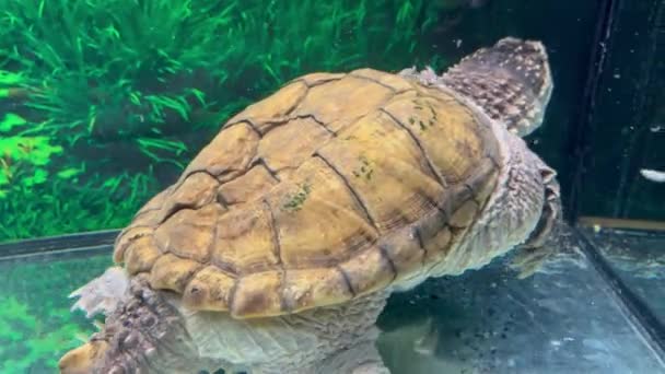 Een Kaaimanschildpad Een Aquarium Beweegt Zich Snel Het Water Probeert — Stockvideo