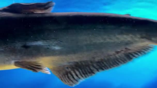 バックライト付きの水族館で大きなダークパラシウス魚が泳いでいます — ストック動画