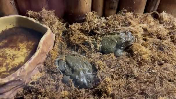 Een Paar Giftige Colorado Rivier Kikkers Zitten Een Bamboe Terrarium — Stockvideo