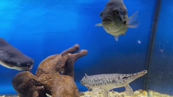 Snoek Een Aquarium Een Decoratieve Gepantserde Snoek Zwemt Een Aquarium — Stockvideo