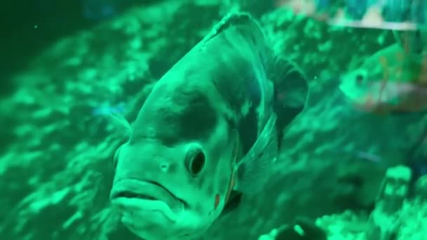 Výstřel Akvarijní Ryby Nebo Oscarové Ryby Astronotus Ocellatus Plavající Nádrži — Stock video