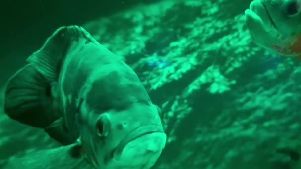 Aquariumvissen Astronotus Ocellatus Zwemt Met Andere Exotische Vissen Een Watertank — Stockvideo
