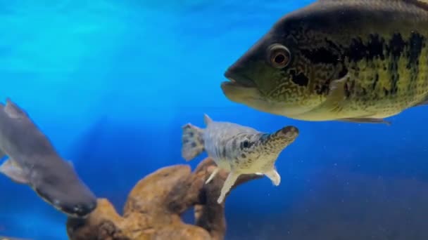 ブルーウォーターの水槽で泳ぐ大型エキゾチックな捕食魚 — ストック動画
