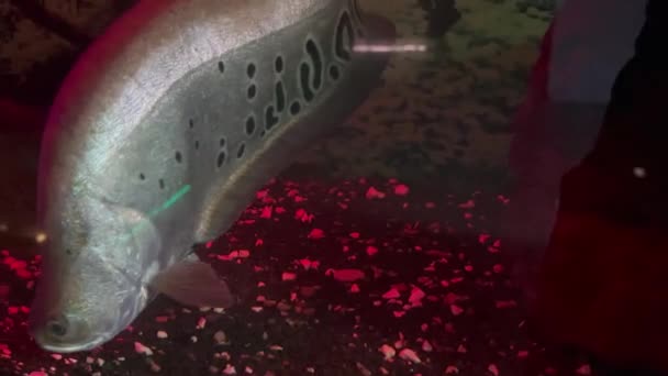 Indian Knife Fish Aquarium Red Backlight Background — Stock Video