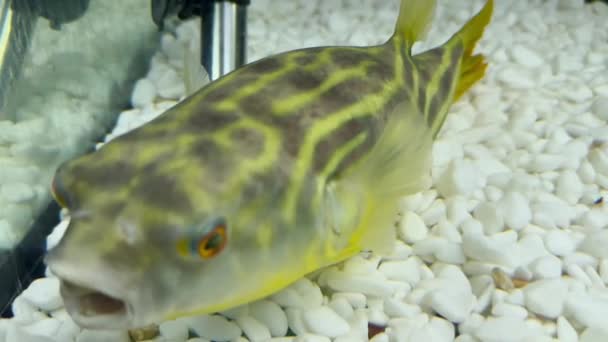 Fahaka Puffer Fish Encontra Fundo Aquário Move Lentamente Boca Inalando — Vídeo de Stock
