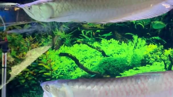 Arowana Fisch Schwimmt Einem Großen Aquarium Zwischen Grünalgen — Stockvideo