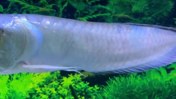 Dvě Stříbrné Aromatické Ryby Plavou Vodě Mezi Zelenými Alpgae Detailní — Stock video