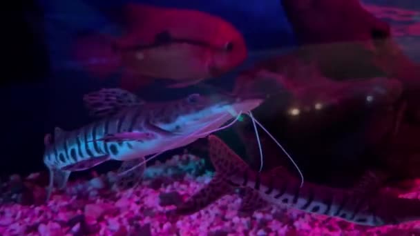 Pseudoplatystoma Tigre Sorubim Caparari Nada Uma Lagoa Escura Com Iluminação — Vídeo de Stock