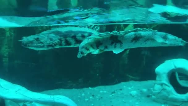 Polypterus Rog Senegalese Vissen Zwemmen Donker Water Een Aquarium Buurt — Stockvideo