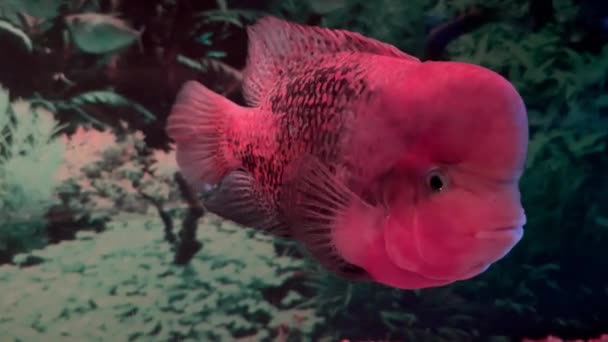 装飾的な水族館で泳いでいる赤毛のシチカン フラワーホーン シチャー エキゾチックな赤い大きな魚 — ストック動画