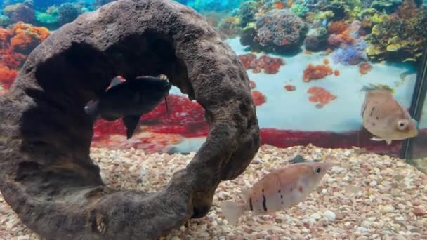 Tigre Rayé Nage Activement Dans Aquarium Décoratif Perche Tigrée Siamoise — Video
