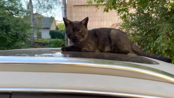 Czarny Kot Leży Dachu Samochodu Miauczy Patrząc Kamerę Bezdomny Kotek — Wideo stockowe