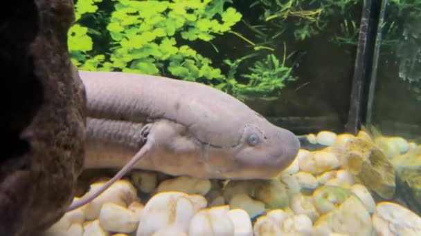 一条双肺鱼在水族馆底部游来游去 原生动物种类的鱼 淡水鱼 — 图库视频影像