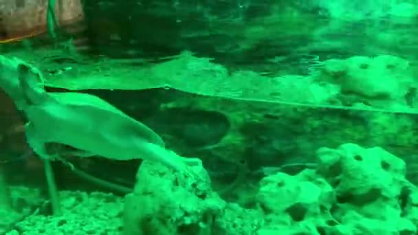 Die Fernöstliche Chinesische Süßwasserschildkröte Trionyx Pelodiscus Sinensis Aus Der Familie — Stockvideo