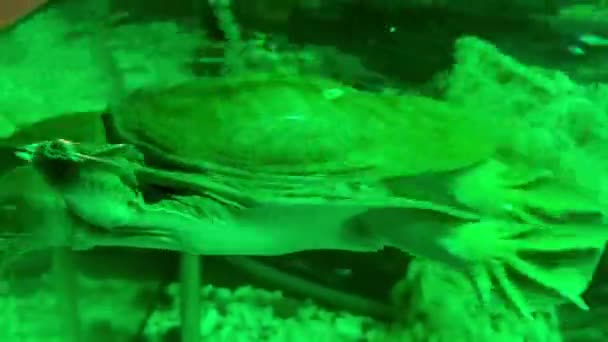 Chinesische Schildkröte Trionyx Pelodiscus Sinensis Schwimmt Aquarium Mit Grüner Beleuchtung — Stockvideo