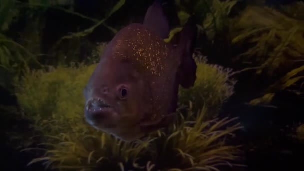 Großaufnahme Von Piranhas Dunklen Wasser Des Teichs Stehend Pygocentrus Nattereri — Stockvideo