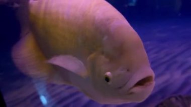 Dev albino gourami akvaryum suyunda yüzen makropod familyasının tatlı su rayfin balıklarına yakın çekim.