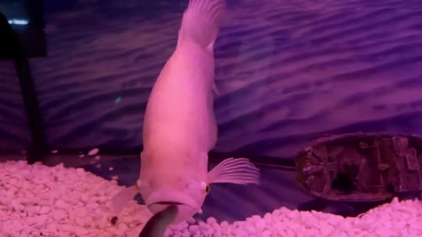 Гигантская Рыба Гурами Весело Реагирует Человеческий Палец Пытаясь Укусить Широко — стоковое видео