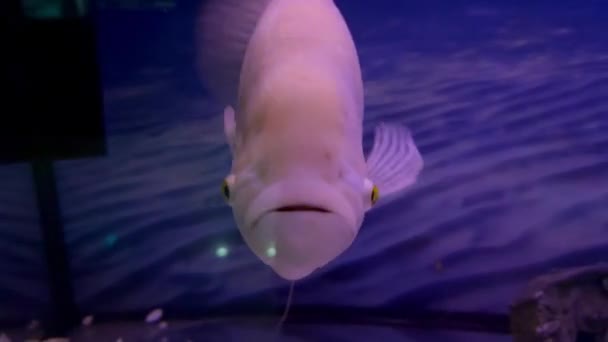 Schöne Rosa Vertreter Der Riesigen Albino Gourami Fische Oder Osphronemus — Stockvideo