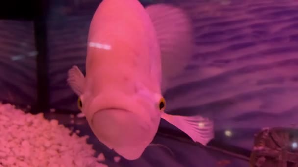 Olbrzymi Różowy Gourami Żartobliwie Reaguje Człowieka Próbując Przegryźć Szklankę Akwarium — Wideo stockowe