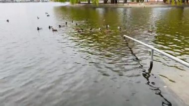 Ördekler bulutlu bir sonbahar gününde şehir parkında bir gölde yüzerler. Göletteki kuşlar. Vahşi kuşlar. Ördekleri besle. Sudaki kuşlar.