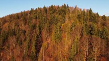 Güneşli bir sabah havası olan renkli bir sonbahar ormanı. Sonbahar dağ manzarası, güneş ışınları yeşil yapraklar arasında kırmızı ve sarı ağaçları aydınlatır. Dağ ormanlarında uçan bir dron.