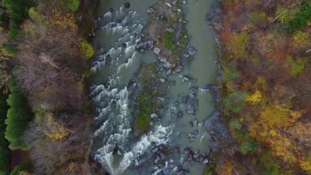 Безпілотник Рухається Вниз Осінньому Лісі Річці Вид Повітря Ліс Гірську — стокове відео